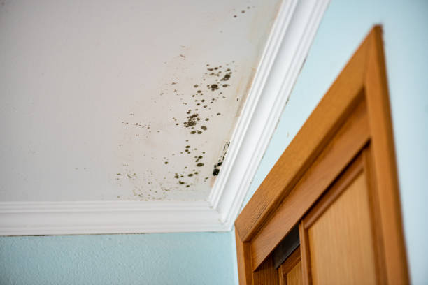 Best Mold Prevention Services  in Yosemite Lakes, CA